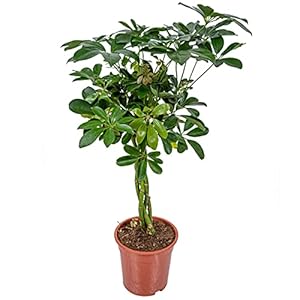 Schefflera ‘Arboricola’ | Vingerplant per stuk – Kamerplant in kwekerspot ⌀19 cm – 70-80 cm