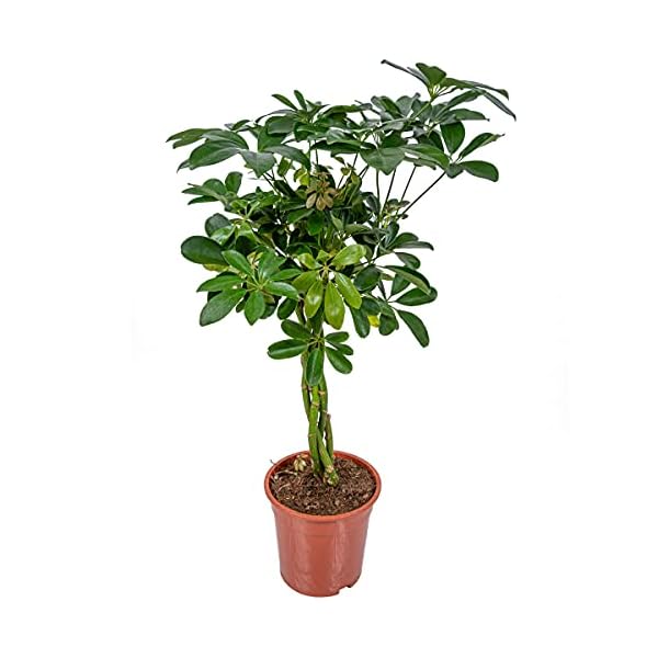 Schefflera ‘Arboricola’ | Vingerplant per stuk – Kamerplant in kwekerspot ⌀19 cm – 70-80 cm