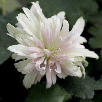 Amazon Co Jp 山野草 大文字草 花かんざし Diy 工具 ガーデン