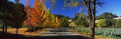 Amazon カリフォルニア州ソノマ郡 秋のliquidambar Trees In Autumn Healdsburg Sonoma County Usa ポスタープリント 27 X 9 アートフレーム ポスター オンライン通販