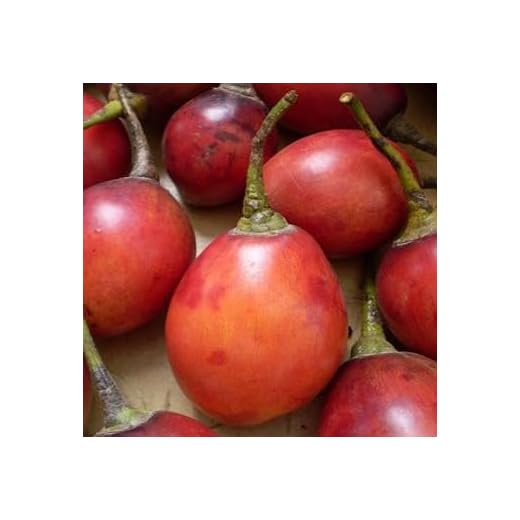 Plant World Seeds - Tamarillo Seeds