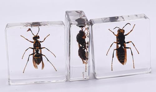 Image of 38mm Real Asian Hornet in Crystal Clear Lucite Resin Specimen Preserve Insect Bug Taxidermy Crafts Collection for Biology Science Education & Desk Ornament Display Supplies Small Paperweight