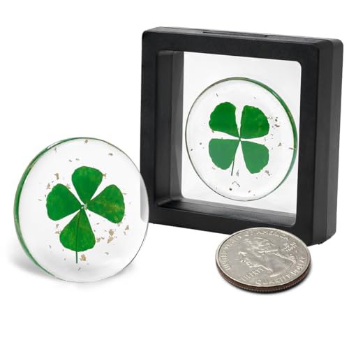 ANH3KT Real Four Leaf Clover Authentic 4 Leaf Clover Good Luck Charm 1.25 Ideal for Gifts Lucky Charm Clover For Family (Including Gold Leaf) (Classic)