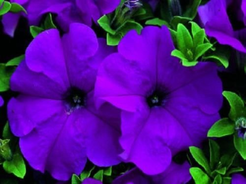 50 pellettato Petunia Semi Ultra Violet Sementi Sementi annuel de fleurs