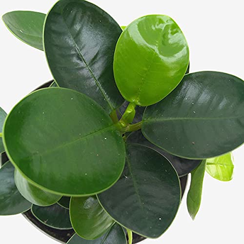 ガジュマルの育て方は 葉が落ちる原因や室内での冬越しまで徹底解説 暮らし の