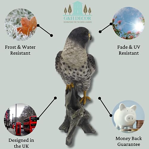 G&H Decor Peregrine Falcon 26cm Resin Statue - Amazing Detail British Falcon - Weather Resistant Bird Ornament - Image 3