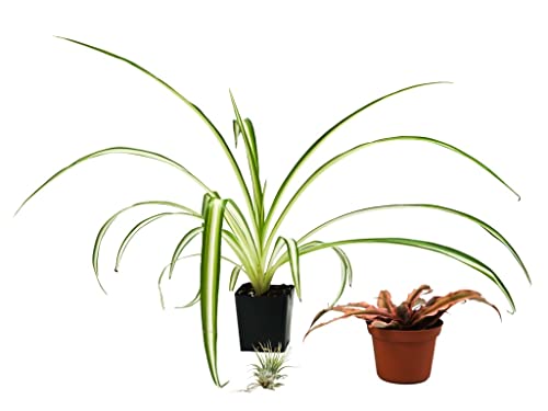 Josh's Frogs 18x18x18 (20 Gallon) Hermit Crab Vivarium Bioactive Plant Kit