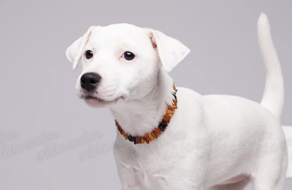 Bernsteinkette für Hunde & Katzen aus 100% baltischem Bernstein – Natürliches Haustierhalsband – Handgefertigt