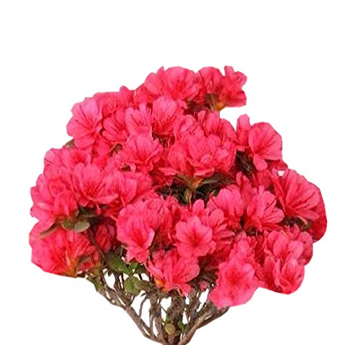 Nema Red Flowers Crape Myrtle Seeds - 20 Pcs