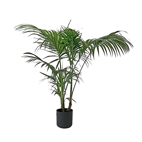 KENTIS - Howea Forsteriana Kentia - Palma Vera - Piante da Interno - Pianta Tropicale - Pet Friendly - H 170-180 cm Vaso Ø 24 cm