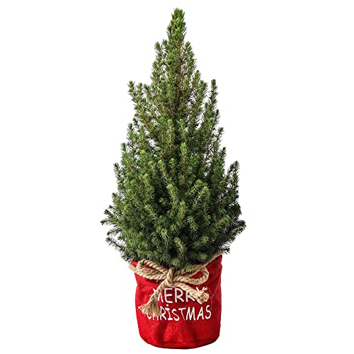 Zuckerhutfichte Picea Conica Echter Weihnachtsbaum Getopft Frische Kleine Weihnachtspflanze im Beutel