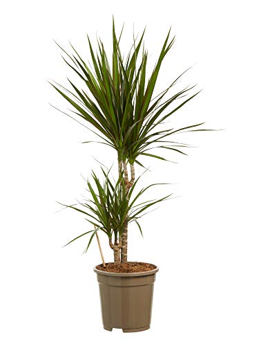 Botanicly - Indoor Plants/Trees - Dragon Tree (Dracaena Marginata) - Height: 80 cm - Decorations for Living Room