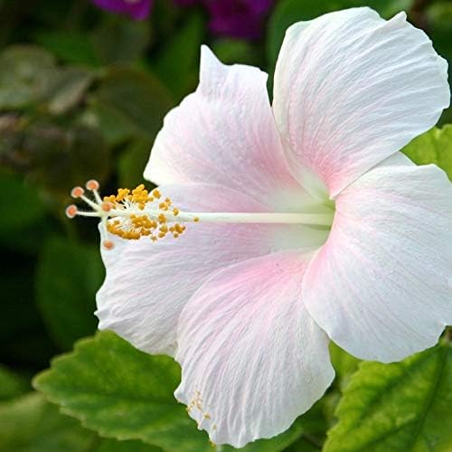 Image of Rare Live Hibiscus Gudhal (गुडहल) Flower Plant, Live Garden Plant Nursery Outdoor Living, Hibiscus rosa-sinensis Flower Plant, Lucky Plant For Home
