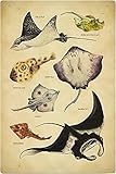 Metall-Blechschilder, Motiv: Arten von knorpeligen Fischen, Wissen, Retro-Poster, Heimbüro, Wissenschaft, Wanddekoration, Bauernhaus, Fischbauernhof, Bildung, Kunst, 14 x 20 cm