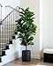 FLOWORLD Fiddle Leaf Fig Tree 6ft Tall Artificial Tree in Plastic Pot Fake Ficus Lyrata Plants with 184 Decorative Fiddle Leaves Faux Fig Trees for Home Office Living Room Decor Indoor Outdoor