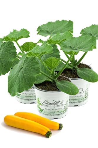 3er Set Zucchini Pflanze gelb (Cucurbita pepo) Aus Nachhaltigem Anbau !