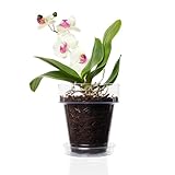 Kalapanta B08C2YNZZN lato 3