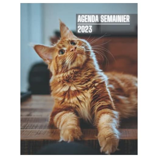 Agenda 2023 semainier: Agenda Semainier de 12 mois chat Maine Coon| 1 Semaine sur 2 Pages (janvier 2023 à décembre 2023) | Calendrier Hebdomadaire avec planification mensuelle | Format A4