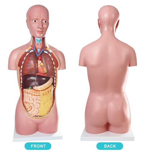 Image of Human Body Anatomical Model with Removable Heart Head Skull Brain Liver Lungs Organs, Life-Size 34.5 inch Human Torso Anatomy Model with Base for Medical Science Education Study or Teaching