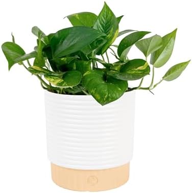 Live Pothos Plant
