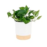 Costa Farms Golden Pothos Live Plant in Decorative Pot, Easy to Maintain, Air Purifying Indoor Houseplant, Home, Room, or Office Decor, Great House Warming or Birthday Gift, 12-14 Inches