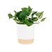 Costa Farms Devil's Ivy Golden Pothos White-Natural Decor Planter Live Indoor Plant, 10-Inches Tall, Fresh from Our Farm