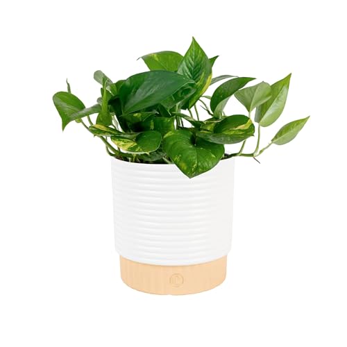 Costa Farms Golden Pothos Live Plant in Decorative Pot, Easy to...