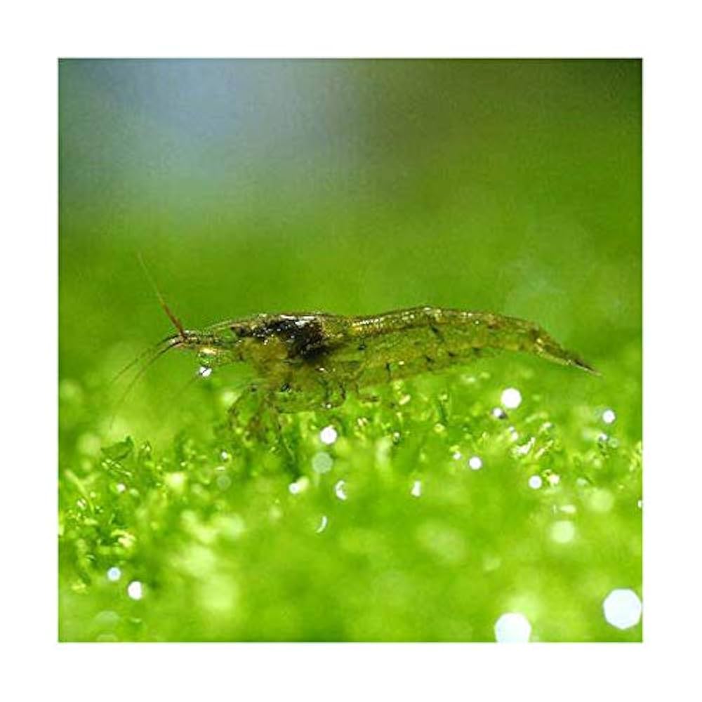 エピヌ エバニュー公式オンラインショップ / Alu. Table / Side Ext.