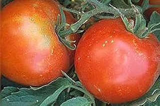 Tropic VFN Tomato Seed