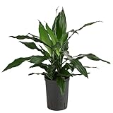 Dehner Drachenbaum Janet Craig, Dracaena, in Hydrokultur, ca. 45 cm inkl. Pflanztopf, Ø 15 cm, Zimmerpflanze