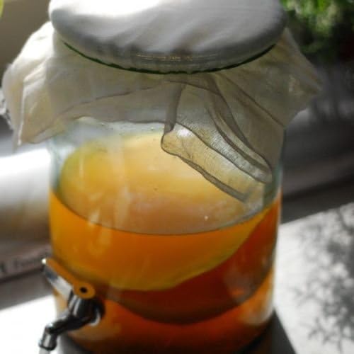 Large 5 litre Kombucha Scoby from Kombuchaorganic - Starter kit for making your own Kombucha drink - 5 litre kit - Certified organic by OF&G - Kombucha Scoby