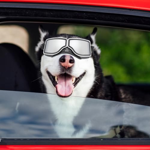 Lunettes de protection pour chiens et animaux : masque anti-UV