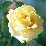 SPRING HILL NURSERIES - Chantilly Cream Hybrid Tea Rose Dormant Bare Root Plant (1-Pack)