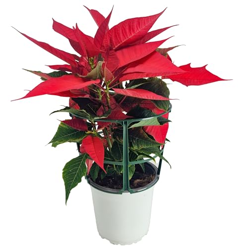 Poinsettia Planta de Navidad Natural en Maceta de 12 cm – Planta Viva con Hojas Rojas y Varios Tallos – Euphorbia Pulcherrima – Ideal como Regalo y Decoración Navideña en Interior