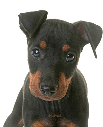 Journal: Cute Manchester Terrier Puppy