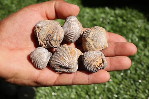 Image of Amazing Marine Fossil Collection: 4 Fossilized Sea Urchins and 6 Authentic Brachiopods, Perfect for Collectors and Natural Decor A175