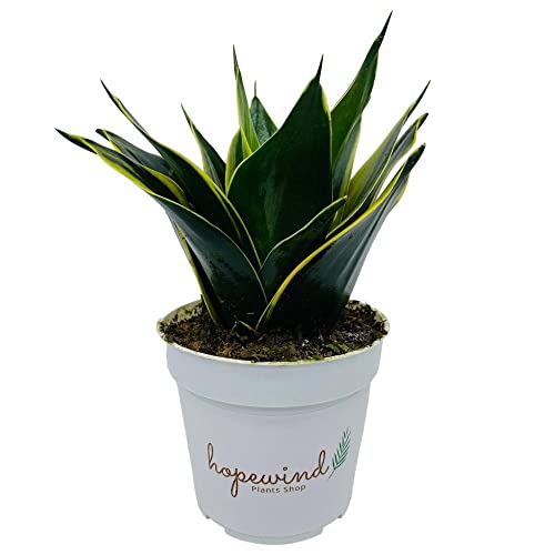 Snake Plant, Black Gold, Sansevieria, Live Indoor Plant, 4 Inch Pot - Hopewind Plants Shop #TOP2