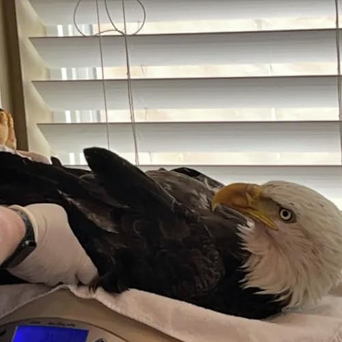 What&rsquo;s going on with health insurance & CPW searches for bald eagle shooter