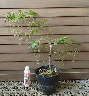 Amazon | フウリンツリバナマユミ 接ぎ木 （風鈴吊花マユミ） | 花