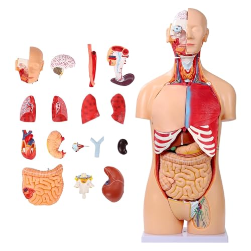 33.4-inch 32-part life-size torso