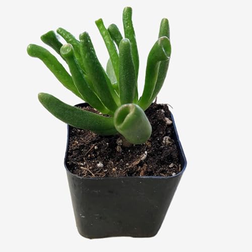 Blissful Gollum Jade 2 Inch Pot