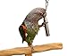 Medium Stainless Steel Bell Toy for Parrot