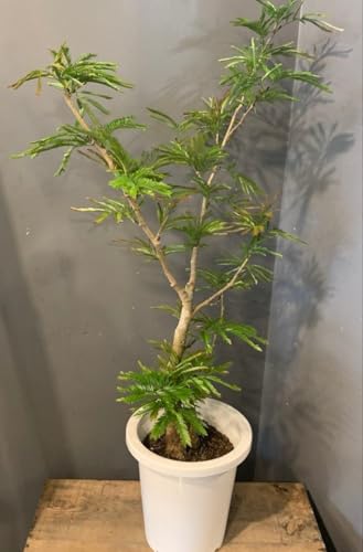 観葉植物 8号 エバーフレッシュ」の人気商品一覧 | 安い商品を通販