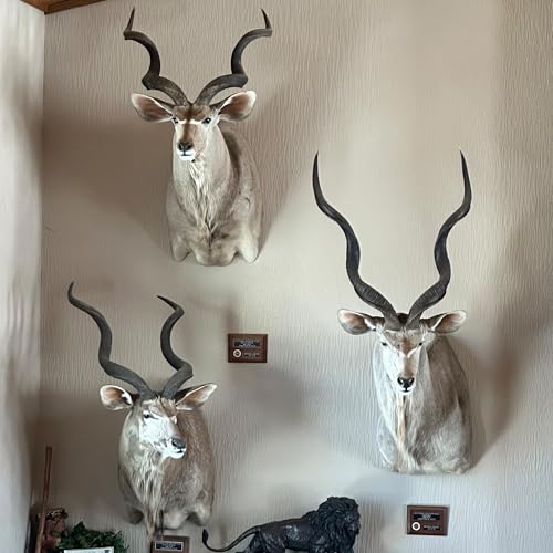 Hunting Kudu- Africa's Gray Ghost