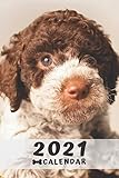 Lagotto Romagnolo Puppy Calendar 2021: Perfect for Notes and Planning, Monthly and Weekly (2021 Planner, Diary)
