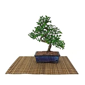 Chinese Iep bonsai pot cm. 18