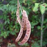 Robinia pseudoacacia (Black Locust, Yellow Locust, False Acacia) Tree Seed by MySeeds.Co, You Choose