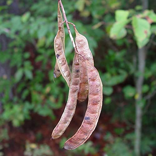 Robinia Pseudoacacia (Black Locust, Yellow Locust, False Acacia) Tree Seed By Myseeds.co, You Choose The Quantity (1 Oz (938 Seed)) #TOP22