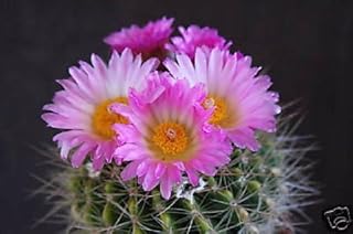 Notocactus herteri @ Parodia rari Cactus Cactus 25 SEMI: Only Seeds