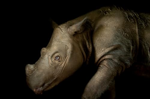 Photo Ark: 50 Postcards (The Photo Ark) - Image 8